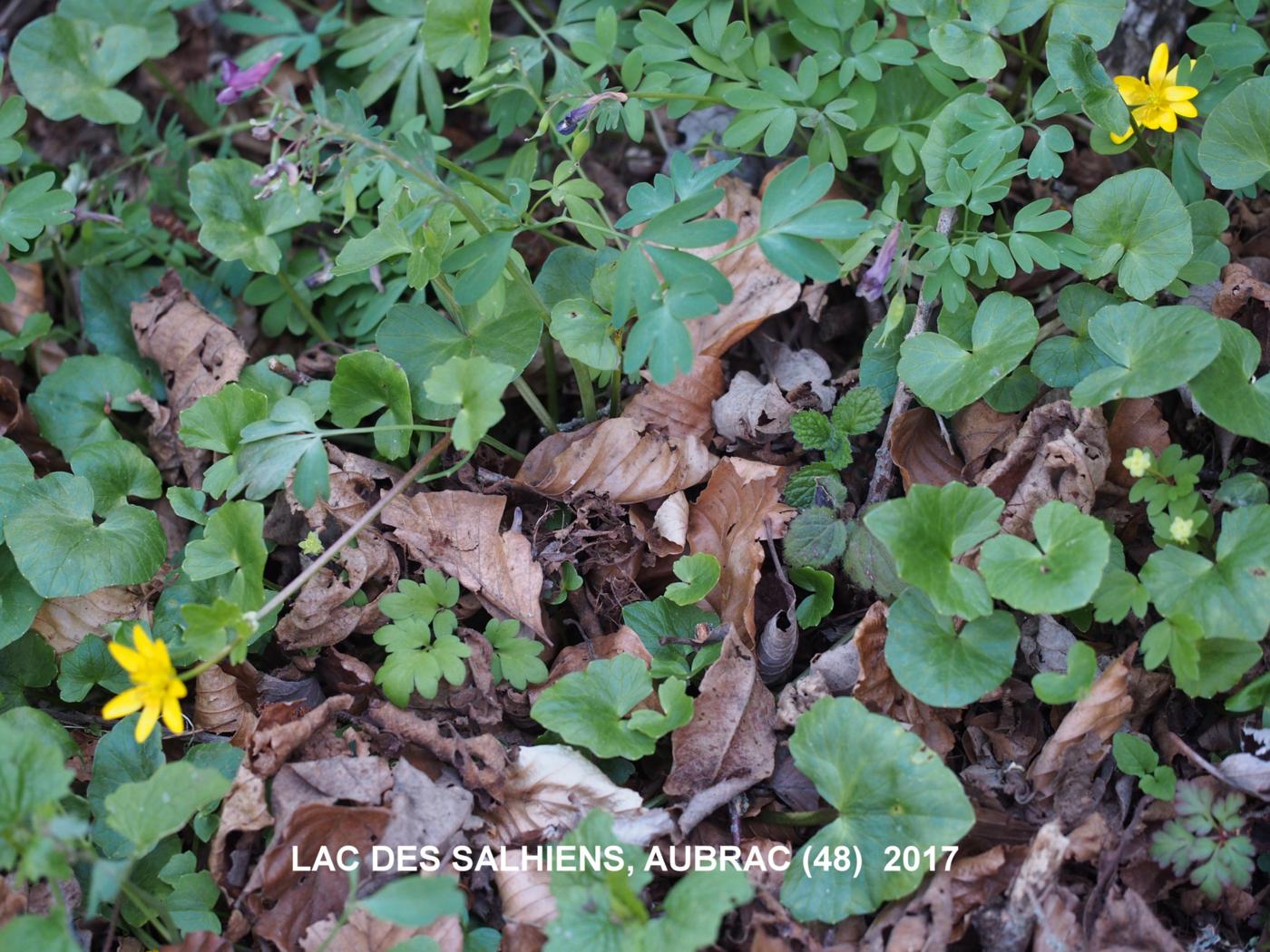 Celandine, Lesser plant